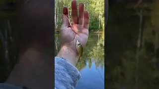 Таких карасей мы ещё не ловили #рыбалка #поплавок #карась