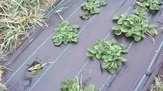 Моя летняя и осеняя посадка клубники и зем -клубники Купчиха,Дивная,Ньюаленд,Эльсанта,Королева  др.