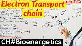 Electron Transport Chain class 11 | ETC | Aerobic Respiration