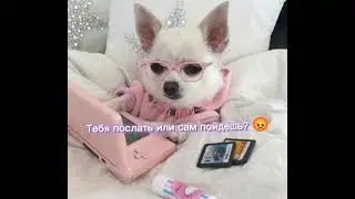джек Рассел
