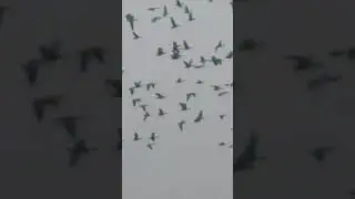 Ждём долгожданных гусей, разведка 🤗
