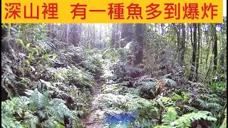 深山裡 有一種魚多到爆炸 @卻沒有人喜歡他
