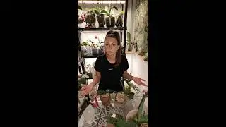 Пересадка орхидей ответы на вопросы Ирина Давтян в прямом эфире!