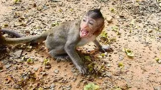 Very Breaking-heart Pity Orphan Baby Lizza, So starving food and Crying so Loudly!