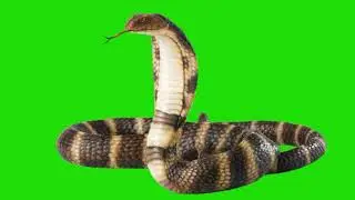 Green Screen effect Cobra