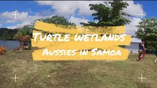 Turtles in Savai'i Samoa (Aussies in Samoa)