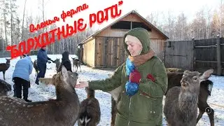 УРАЛ🚗ЕДЕМ НА ОЛЕНЬЮ ФЕРМУ 🦌  «БАРХАТНЫЕ РОГА»