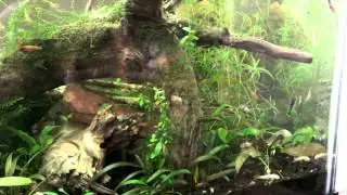 Two minutes of shrimp