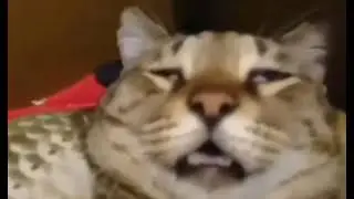 кот обожрался снюса