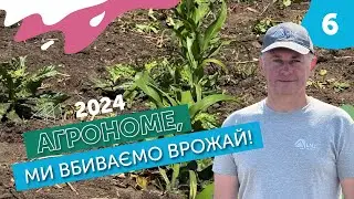 Перерослі бурʼяни на кукурудзі. Чи можна позбутися? | Агрономе, ми вбиваємо врожай!
