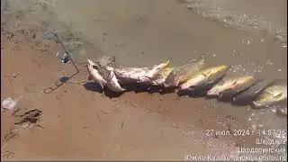 Рыбалка Шардара