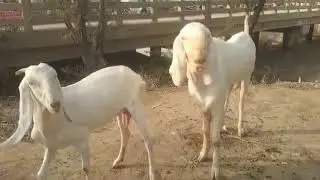 Goats Playing with Loud Noise #noise #goats #funny
