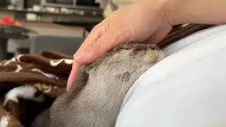 療養中の飼い主に付き合って二人でお昼寝してくれるカワウソ Two otters take a nap together with their recuperating owner.