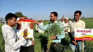ધનલક્ષ્મી બીજ નું ફૂલે વિક્રમ ચણા બિયારણ