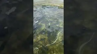 Форель в бассейне!