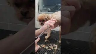 Trimming a dogs paws with scissors demo, Shorkie (Shih-Tzu/Yorkie), dog grooming, no restraints