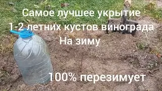 Самое лучшее укрытие 1-2 летних кустов винограда на зиму