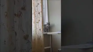 I talk with my cat