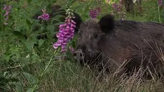 Verscholen tussen het Groen, Veluwe movie