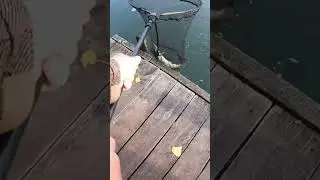 Щука на окуневую приманку 🤔🤯 #fishing #fish #fishingvideo #рыбалка #shimano #pike #pikefishing