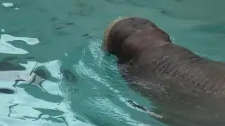 AQUARIUM de QUEBEC
