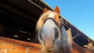Introducing Chandler - Welsh Section D x Haflinger