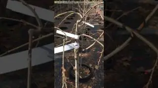 Quick tip to Keep You Weeping Cherries Weeping