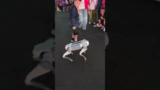 Дивный котик