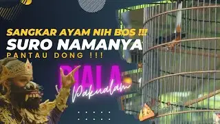 PIALA PAKUALAM 9 || PAKAI SANGKAR AYAM, SURO NAMANYA. LIHAT KERJANNYA