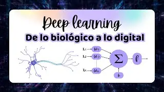 Neurona biológica y artificial 🤖🧠