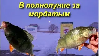 За мордатым в глубь озера в полнолуние