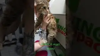Кошку избили и оставили умирать, возможно, сбила машина,неизвестно.Сейчас все позади,ищем маму.СПб