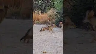 Coyotes taking a nap!
