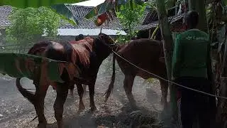 Pak lurah di buwahi dong