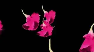 Green screen | Red flowers | Video background | Animation | Footage | Download | №184