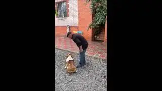 Апортировка деревянного и железного предмета английским бульдогом