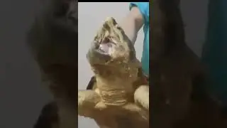 Черепаха - монстр.