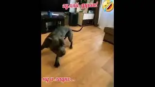 Вместо мозгов какашки! Пёс прикол! shorts