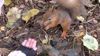 ВЛОГ Белки едят наши орешки Гуляем в парке Кормим белок Видео для детей