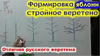 Формировка ЯБЛОНИ Стройное ВЕРЕТЕНО, стройное русское веретено