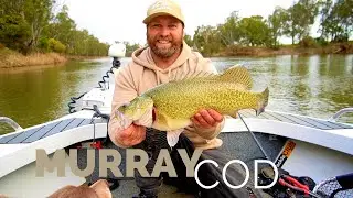 Late season MURRAY COD