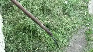 Муромцево 21 июля 2024г  Ставим пасынки на проращивание  опыт