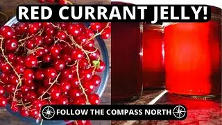 Making Fresh Red Currant Jelly (Step by Step)
