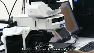 Demo Motorized Epifluorescence Microscope #olympus #motorized #fluorescence #microscope