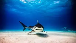Into the shark's eye with Medium format photography | Phase One