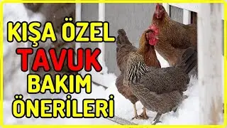 KIŞ AYLARINDA TAVUKLARA NASIL BAKILIR ? Tavsiyeler