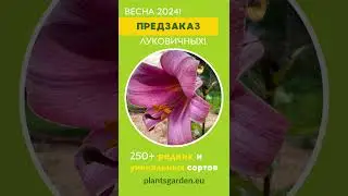 Лилии 2