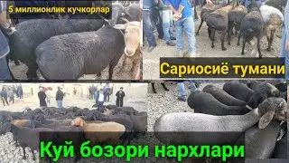 Сурхондарё Сариосиё КУЙ бозори нархлари. 07.10.2021й