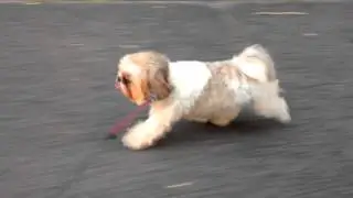 Shih Tzu dog Lexi bike jogging