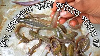 শিং মাছ, শিং মাছের কাটা, শিং